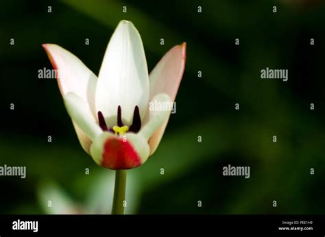 Tulips at Keukenhof Holland Stock Photo - Alamy