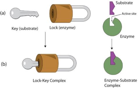 Basics, types and applications of molecular docking: A review - IJCAAP