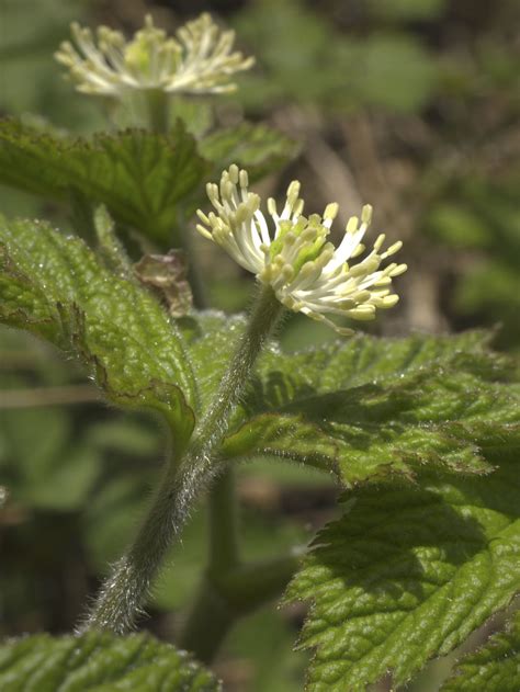 Herb Eyebright Side Effects | Healthfully Goldenseal Root, Flower Essentials, Herbal Plants ...