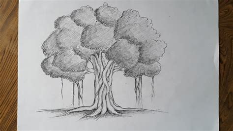 Banyan Tree Pencil Drawing