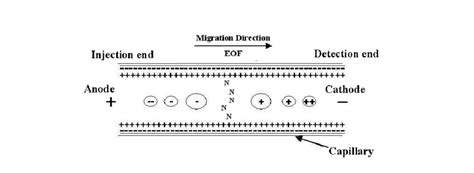 Separation process in capillary electrophoresis. | Download Scientific ...