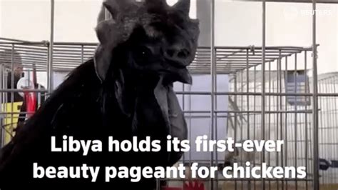 Libya holds first-ever beauty pageant for chickens - YouTube