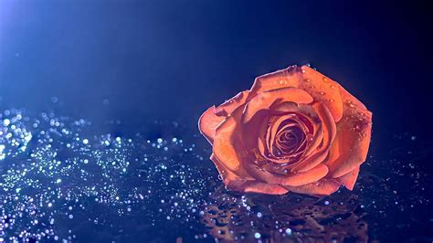 Orange Rose , Droplets, Blue background, , Flowers, Orange Roses HD wallpaper | Pxfuel