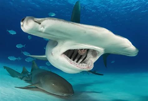 Diver Takes A Close Up Look Inside The Mouth Of A Hammerhead Shark ...