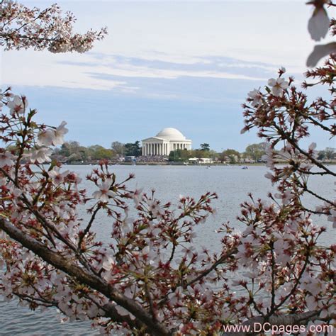 Jefferson Memorial Cherry Blossoms Photograph