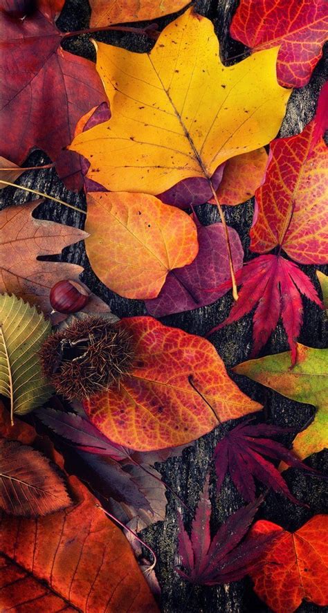 Thanksgiving Autumn Leaves Wallpapers - Wallpaper Cave