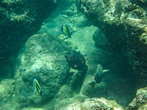 Sharks Cove Snorkeling in Oahu Hawaii North Shore Stock Image - Image of diver, reef: 252523799