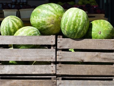 WHEN TO HARVEST WATERMELON - GARDEN TIPS 2024 - Northern Nester