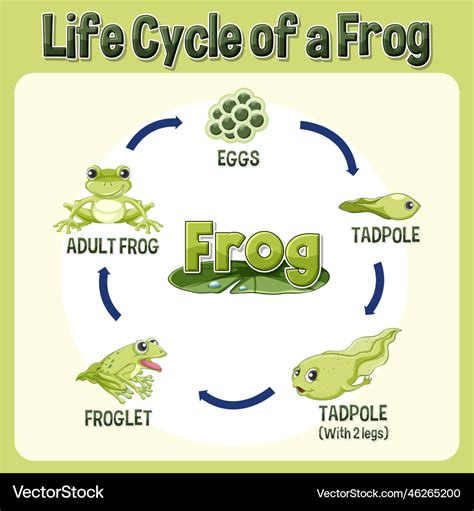 Frog Life Cycle Drawing Discounted Prices | www.micoope.com.gt