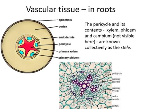 PPT - Transport in plants PowerPoint Presentation, free download - ID ...