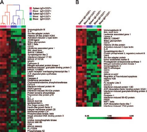 A common gene-expression signature for IgM ؉ IgD ؉ CD27 ؉ B cells from... | Download Scientific ...