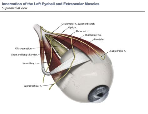 Ciliary Ganglion: Anatomy, Function, and Treatment