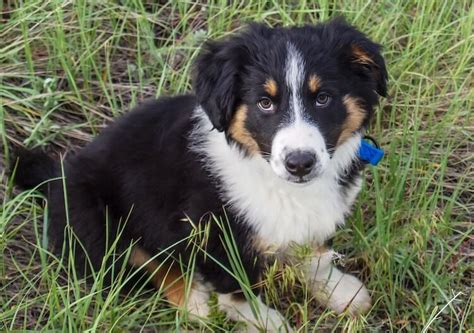 English Shepherd Puppy Training - Puppy And Pets