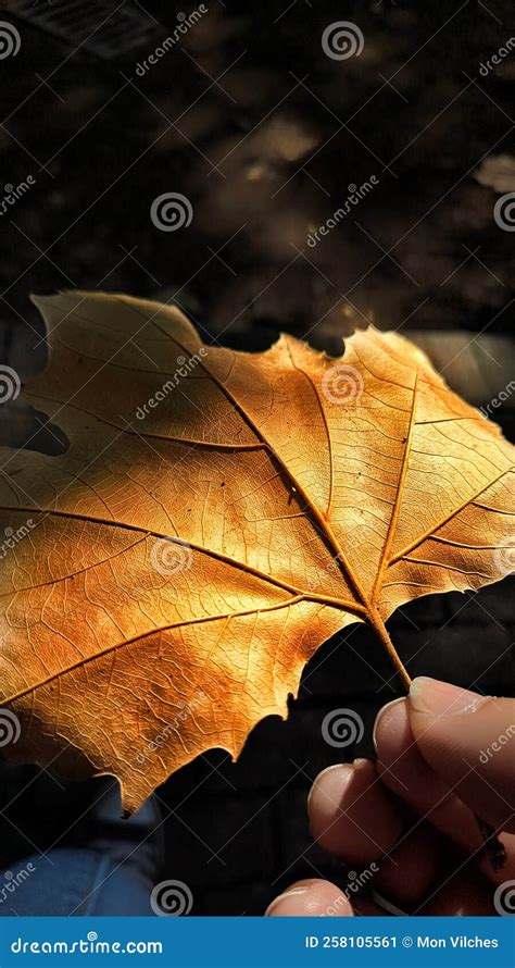 Fall leave orange stock image. Image of otoo, hoja, leave - 258105561