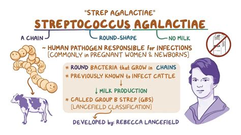 Streptococcus agalactiae (Group B Strep): Video | Osmosis