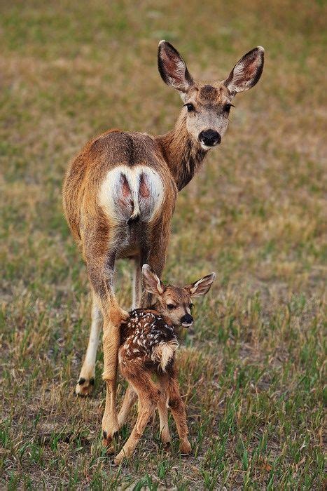 14 best White-Tailed Deer Life Cycle images on Pinterest | Deer, Nature ...