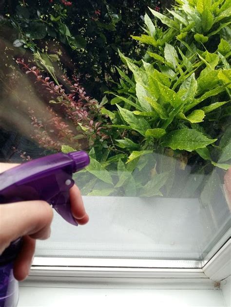 3-Ingredient Homemade Window Cleaning Spray | Hometalk