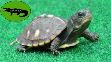 cute baby turtles - Google Search | Cute baby turtles, Baby turtles, Turtle