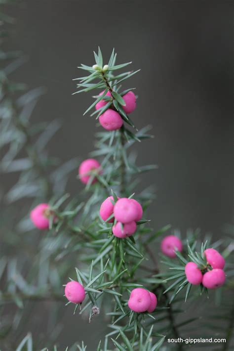 Coastal Plants | South Gippsland - Victoria - Australia