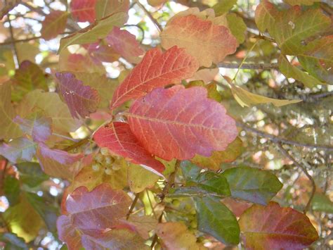 Poison Oak leaves don't need to wait for Fall before transitioning from green to red. This ...