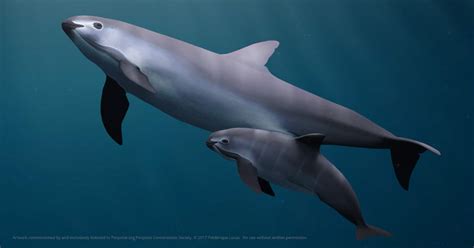 Endangered Species: Vaquita