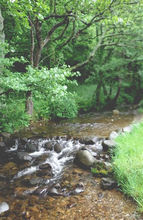 a stream running through a lush green forest filled with rocks and grass next to tall trees