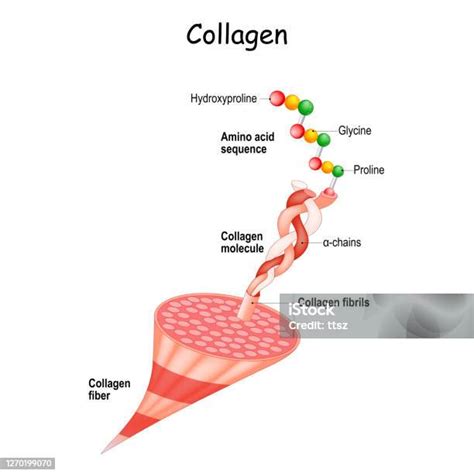 Collagen Anatomy Structure Of Collagen Fibers Stock Illustration ...