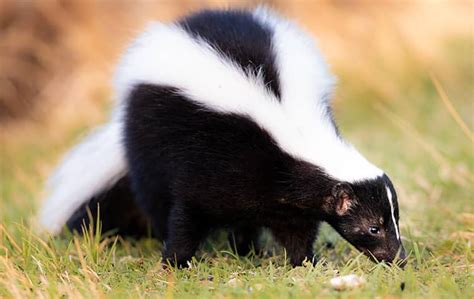 Blog - Skunks Dig Holes In Search Of Grubs And Worms