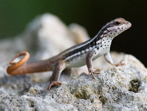 Curly tailed lizards - Alchetron, The Free Social Encyclopedia