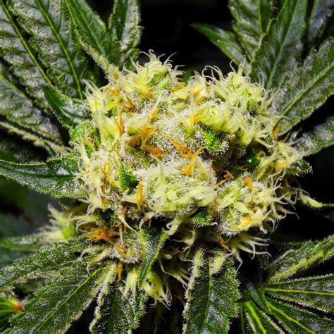 Blue Monster Strain ☑️ Your Bulk Seeds at the Best Price!