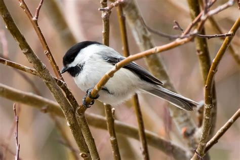 10 Majestic Birds of Colorado | Common Native Birds in State of CO