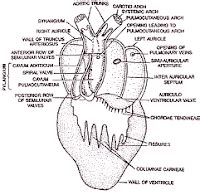 Circulatory System of Frog | Zoology : Biology ~ HSEB all notes and tips