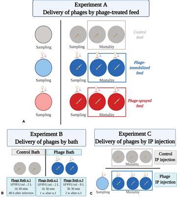 Frontiers | Phage-Mediated Control of Flavobacterium psychrophilum in ...