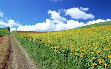 Sunflowers, landscape, field, sunflowers, sky HD wallpaper | Wallpaper Flare