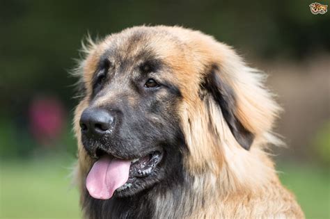 Leonberger Dog Breed Information, Buying Advice, Photos and Facts | Pets4Homes