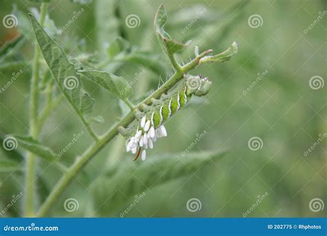 Tomato Hornworm Eggs Royalty Free Stock Photo - Image: 202775