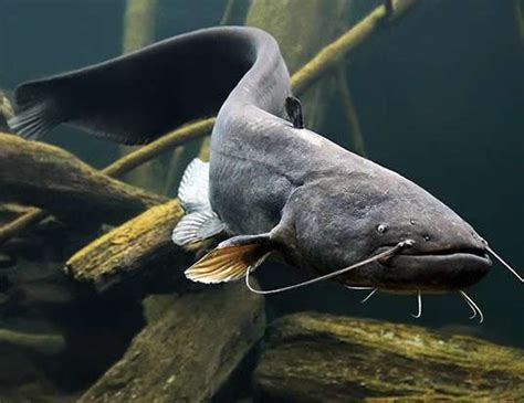 WELS CATFISH LIFE EXPECTANCY