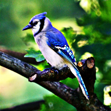 Blue Jays - Bird Sounds - App on Amazon Appstore