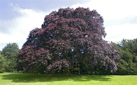 Beech Tree: Pictures, Photos, Images, Facts on Beech Trees