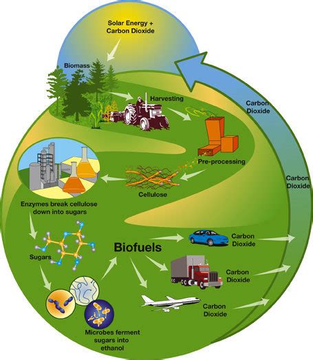 Cycle of biofuel production from different sources. | Download Scientific Diagram