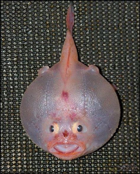 Cutesypooh | Weird sea creatures, Deep sea creatures, Weird creatures