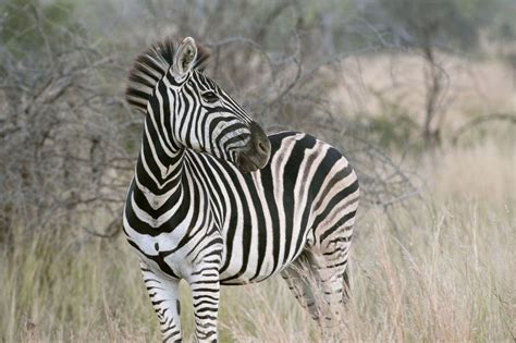 Ponderous Zebra North West Province | Zebra, Bakubang Safari… | Flickr