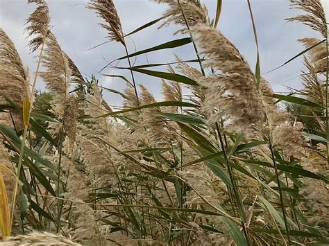 Common Reed Identification – Phragmites australis – Off Grid Living Hacks