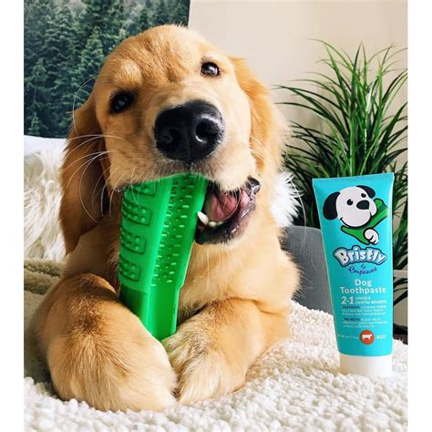 Bristly Brushing Stick Large Dog DIY Toothbrush and Dog Dental Chews ...