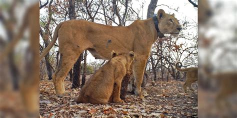 Sighting of West African Lion Cubs Sparks Hope for the Critically Endangered Species in Senegal ...