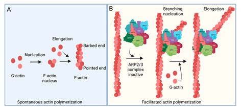 ARP2/3 Complex-Driven Actin Polymerization in RSV Infection ...