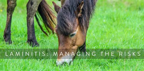 Laminitis: Managing The Risks – R & R Country Blog