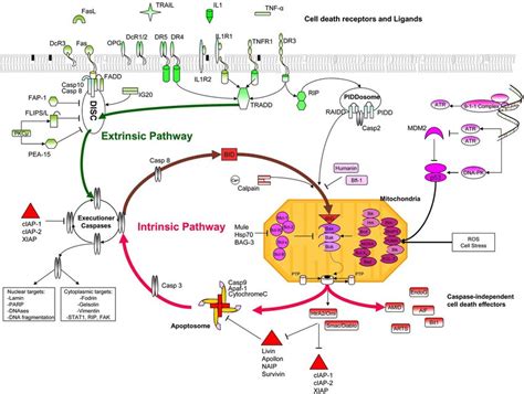 A map for the apoptotic pathway. The nodes in this graph represent... | Download Scientific Diagram