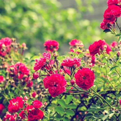 Premium Photo | Red roses garden