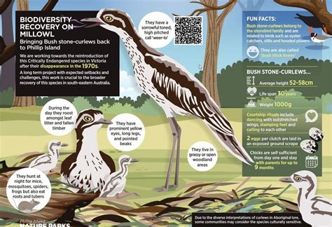 Penguin Foundation • Biodiversity recovery with Bush stone-curlews